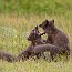 thumbs/E54_6217.jpg
